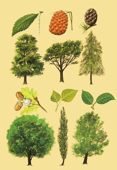 Montagem não identificada de árvores e folhas de English School