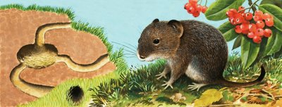 Mouse não identificado e sua casa de English School