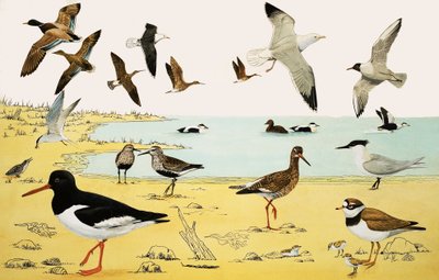 Montagem não identificada de aves marinhas de English School