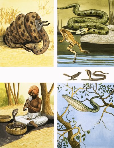 Montagem de serpentes não identificadas, incluindo o encantador de serpentes de English School
