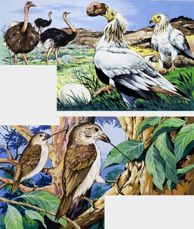 Hábitos alimentares incomuns de aves de English School