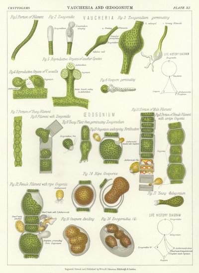 Vaucheria e Oedogonium de English School