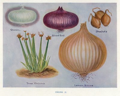 Guia do Cultivador de Vegetais: Cebolas (cor litho) de English School