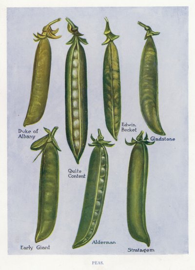 Guia do Cultivador de Vegetais: Ervilhas (cor litho) de English School