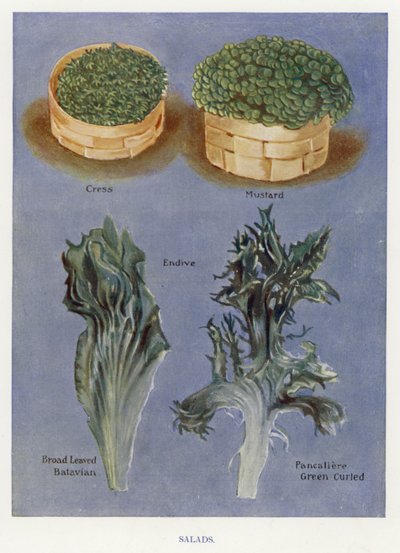 Guia do Cultivador de Vegetais: Saladas (cor litho) de English School
