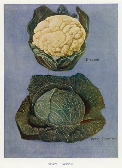 Guia do Cultivador de Vegetais: Sabugueiro, Brócolos (cor litho) de English School
