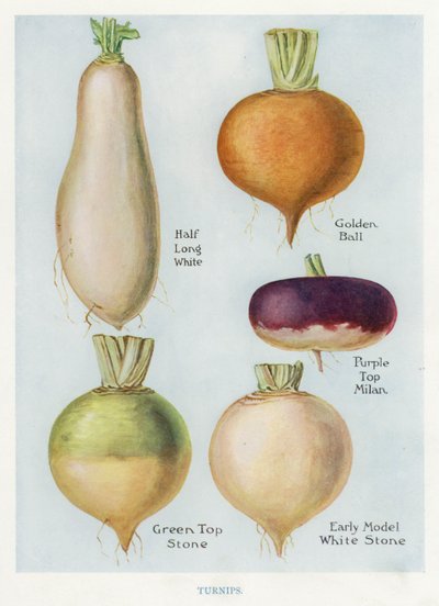 Guia do Produtor de Vegetais: Nabos (litografia a cores) de English School
