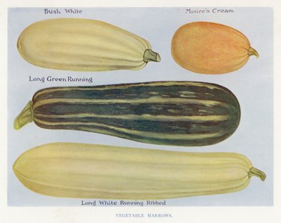 Guia do Cultivador de Vegetais: Marrãs de legumes (cor litho) de English School