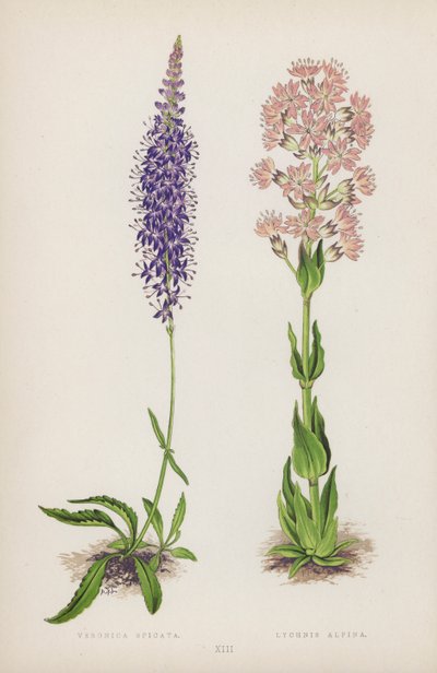 Veronica Spicata; Lychnis Alpina (cor litho) de English School