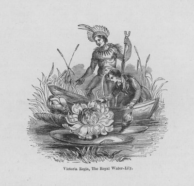 Victoria Regia, The Royal Water-Lily (gravura colorida) de English School