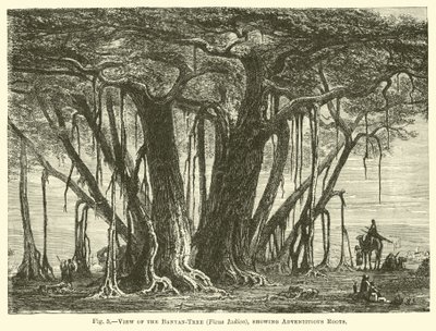 Vista, de, a, banyan-árvore, (Ficus, Indica), mostrando, adventic, raizes de English School