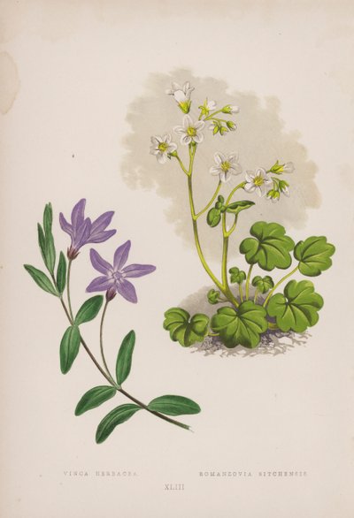 Vinca Herbácea; Romanzovia Sitchensis (lito colorido) de English School