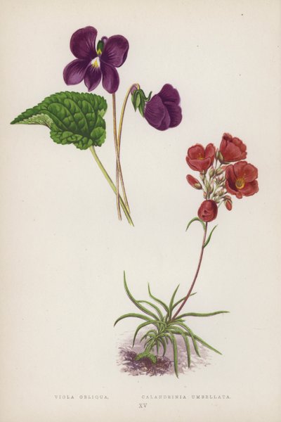 Viola Obliqua; Calandrinia Umbellata (litografia a cores) de English School