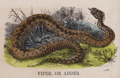 Viper ou víbora de English School