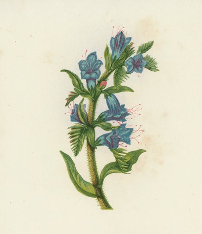 Echium Vulgare, Echium Vulgare (litografia a cores) de English School