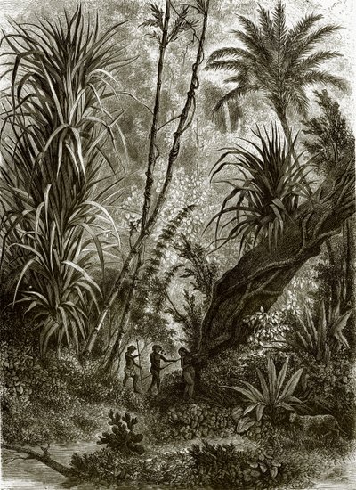 Floresta virgem em Kar-Nikobar (Oceano Índico) de English School