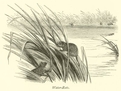 Ratos-Água de English School