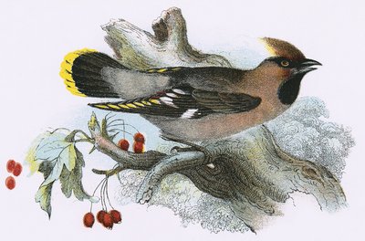 Waxwing de English School