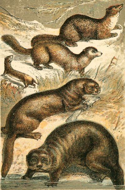 Weasel, Sable, Marten, Lontra e Lontra Marinha de English School