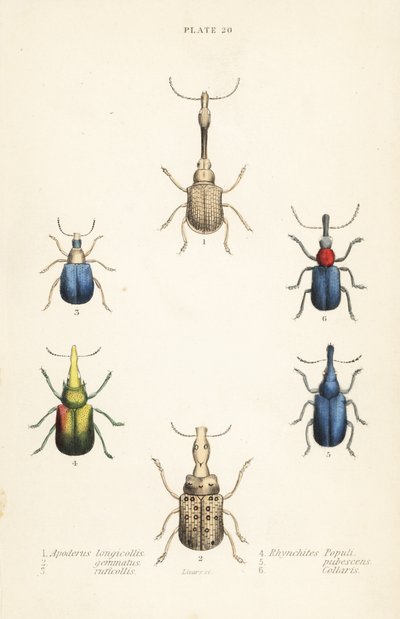 Gorgulhos: Attelabus longicollis 1, Attelabus gemmatus 2, Attelabus ruficollis 3, Byctiscus populi 4, Rhycnhites pubescens 5, e Rhynchites collaris 6 de English School