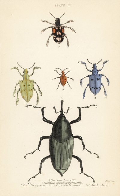 Gorgulhos e escaravelhos: Curculio latreillii 1, Curculio sexdecempunctatus 2, Trichaptus mutillarius 3, Pissodes castaneus 4 e Calandra heros 5 de English School