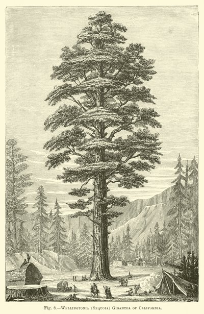 Wellingtonia (Sequoia) Gigantea da Califórnia de English School