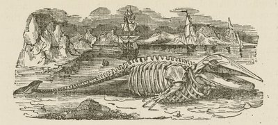 Esqueleto de Baleia (gravura) de English School