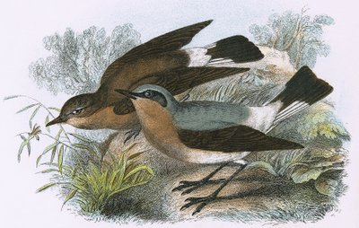 Wheatear de English School