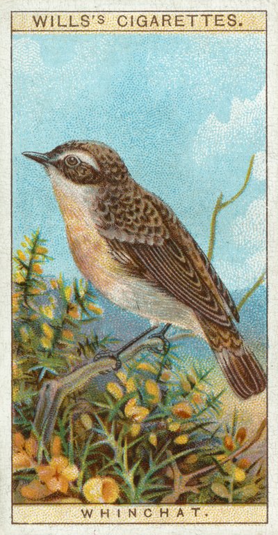 Whinchat de English School
