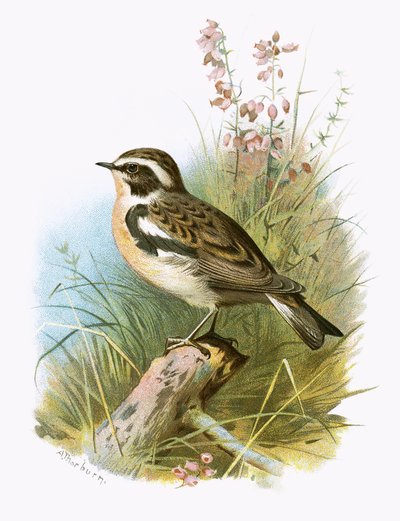 Whinchat de English School