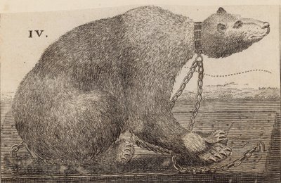 Urso branco exibido no Mr. Bodys, Mulberry Garden de English School