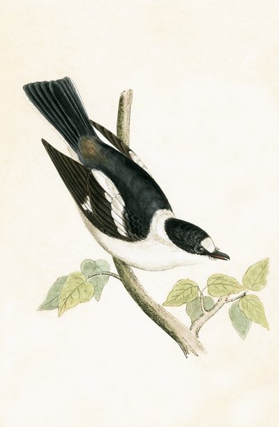 White Collared Flycatcher, ilustração de "Uma História das Aves da Europa não Observado nas Ilhas Britânicas", de Charles Robert Bree (1811-1886), publicado em 1867 de English School