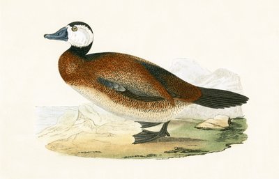Pato de Cabeça Branca, ilustração de "Uma História dos Pássaros da Europa Não Observados nas Ilhas Britânicas", de Charles Robert Bree (1811-1886), publicado em 1867 de English School