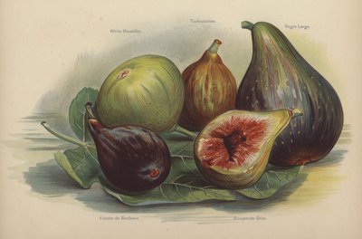Marselha Branca, Toulousienne, Schwarze Largo, Violette de Bordeaux, Bourjasotte Grise de English School
