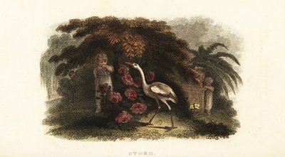 Cegonha branca, Ciconia ciconia, brincando de esconde-esconde com crianças em um jardim de English School