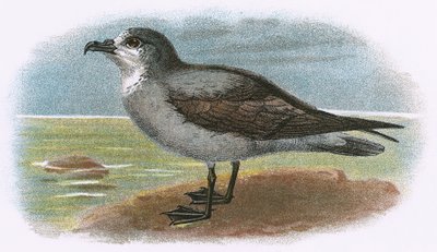 Petrel cinzento de garganta branca de English School