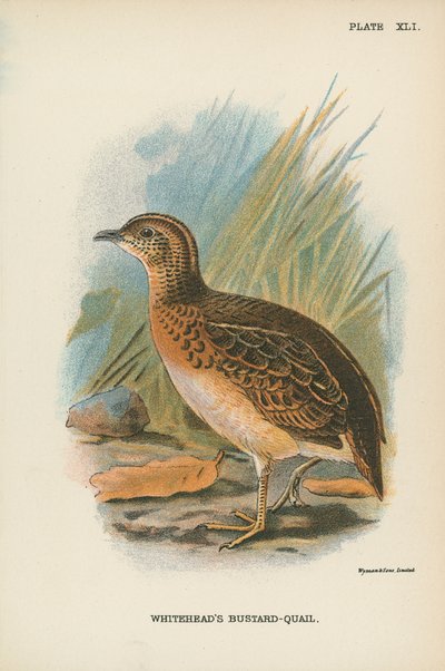 Abetarda-Codorniz de Whitehead de English School
