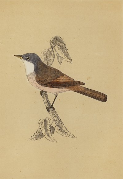 Garganta branca (cor litho) de English School