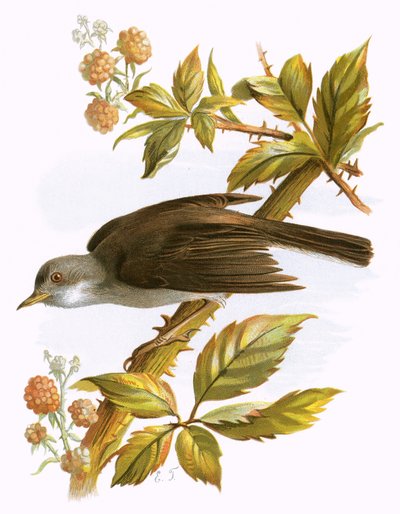 Whitethroat de English School