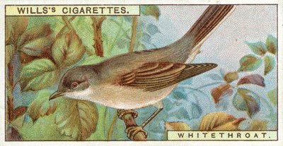 Whitethroat de English School