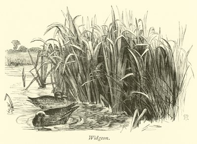 Widgeon de English School