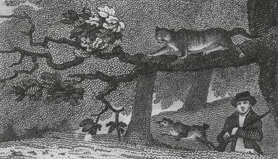 Gato selvagem (gravura) de English School