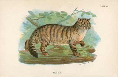 Gato selvagem de English School