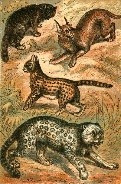 Gato Selvagem, Serval, Onça e Caracal de English School