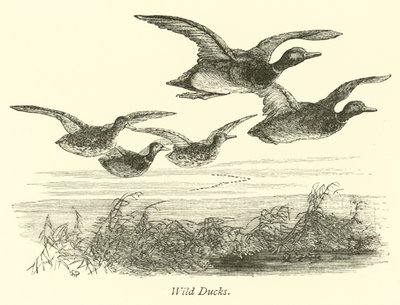 Patos selvagens de English School