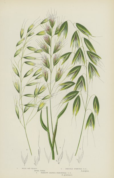 Erva de Aveia Selvagem, Erva de Aveia Pontiaguda, Erva de Aveia Perene Folhada Estreita (cor litho) de English School