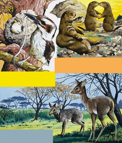 Montagem de animais selvagens de English School