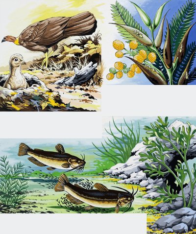 Montagem de animais selvagens de English School