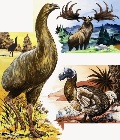 Montagem de animais selvagens de English School