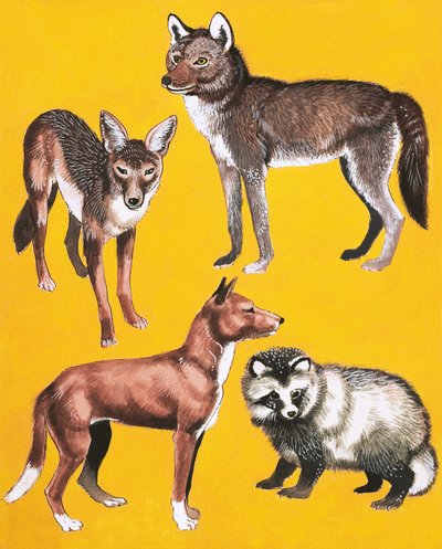 Montagem de cães selvagens de English School